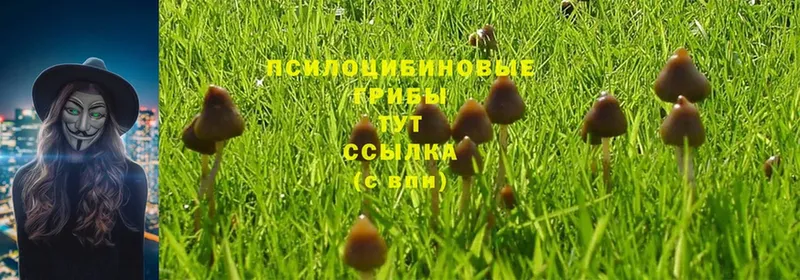 Псилоцибиновые грибы Psilocybe  Артёмовский 